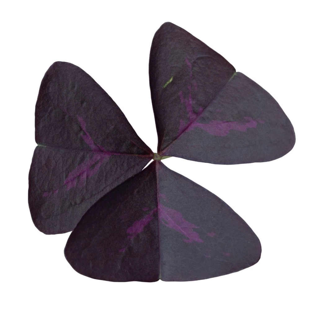 Šťavel trojúhelníkový (Oxalis)